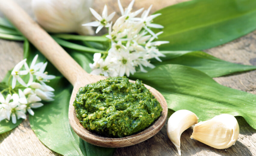 Bärlauch - gesund und vielseitig verwendbar